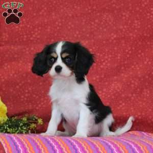 Pistachio, Cavalier King Charles Spaniel Puppy